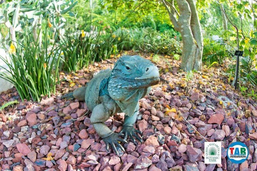 A large iguana on a bed of red and brown rocks in a garden with green foliage and a tree in the background. 3