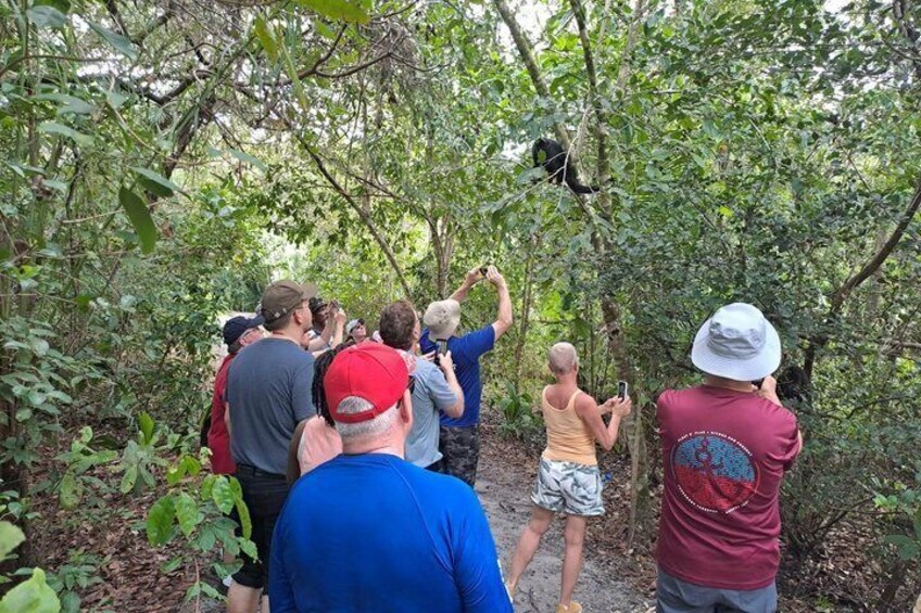 Rumble in the Jungle: The Howler Monkey Expedition 2