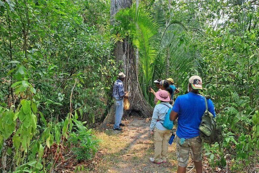 Howler Monkey Sanctuary Tour from Belize City