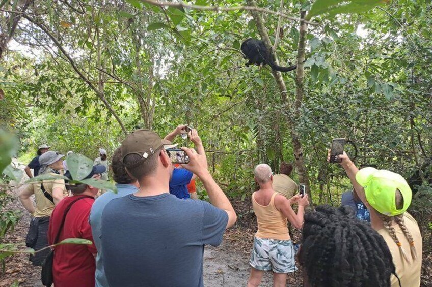 Rumble in the Jungle: The Howler Monkey Expedition 1