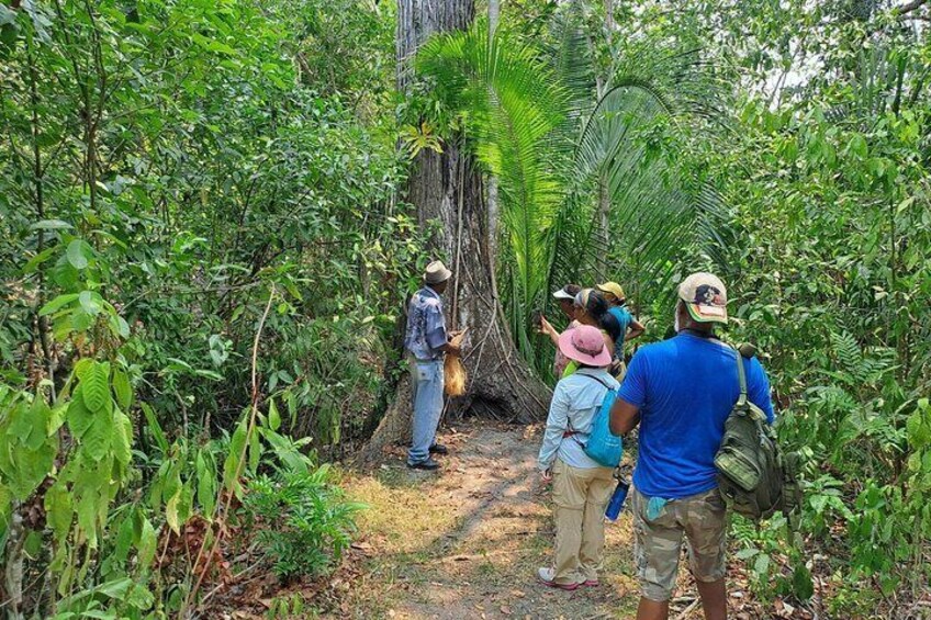 Howler Monkey Sanctuary Tour from Belize City