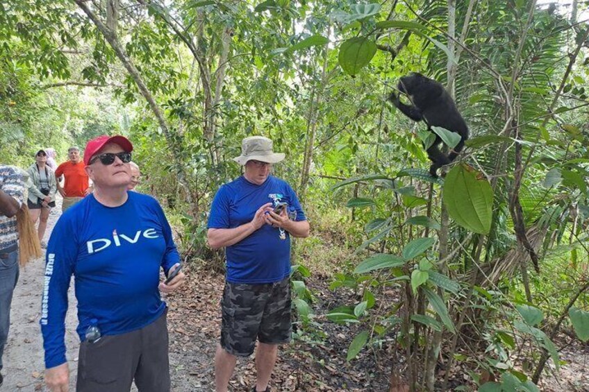 Rumble in the Jungle: The Howler Monkey Expedition 4