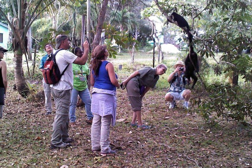 Howler Monkey Sanctuary Tour from Belize City