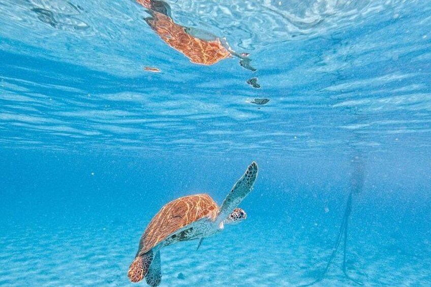 Swim with the turtles in their natural habitat 5