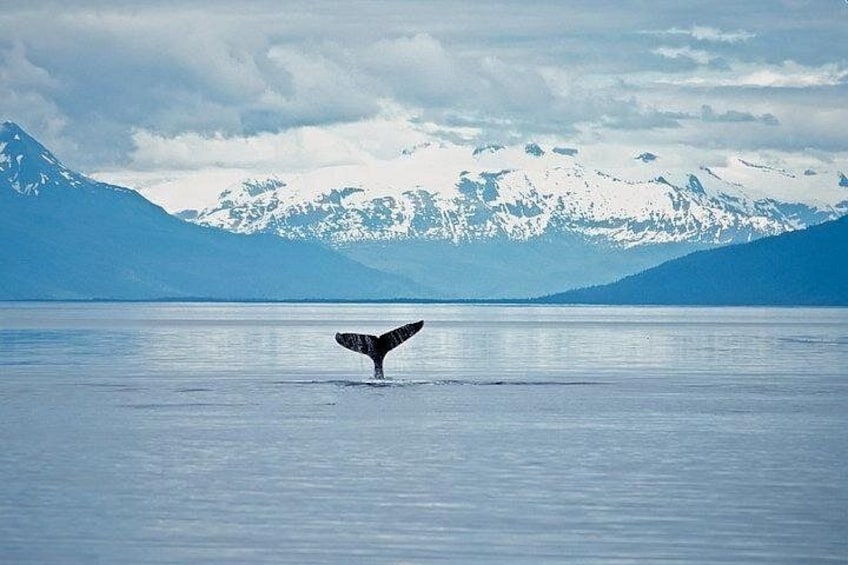 Juneau Wildlife Whale Watching & Mendenhall Glacier 2