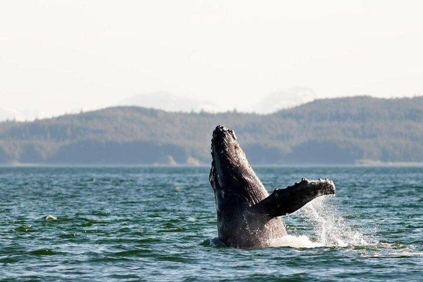 Juneau Wildlife Whale Watching & Mendenhall Glacier 2
