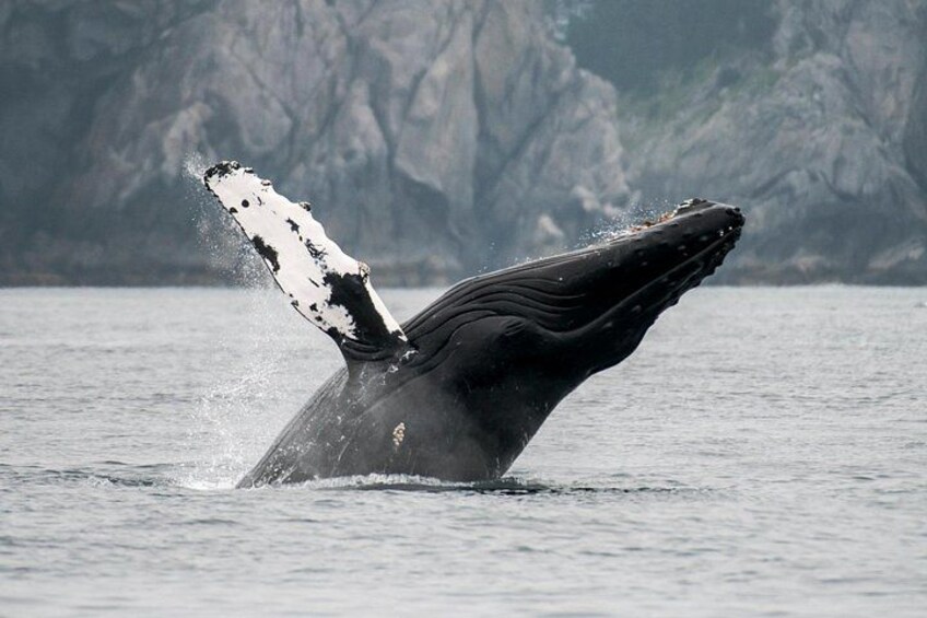 Whale taking a peek above sea level 2