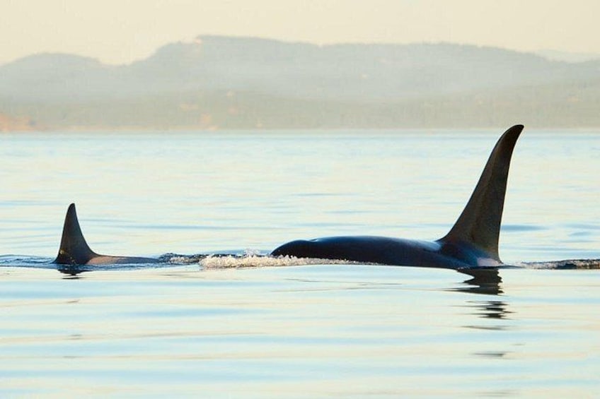 Juneau Wildlife Whale Watching 2