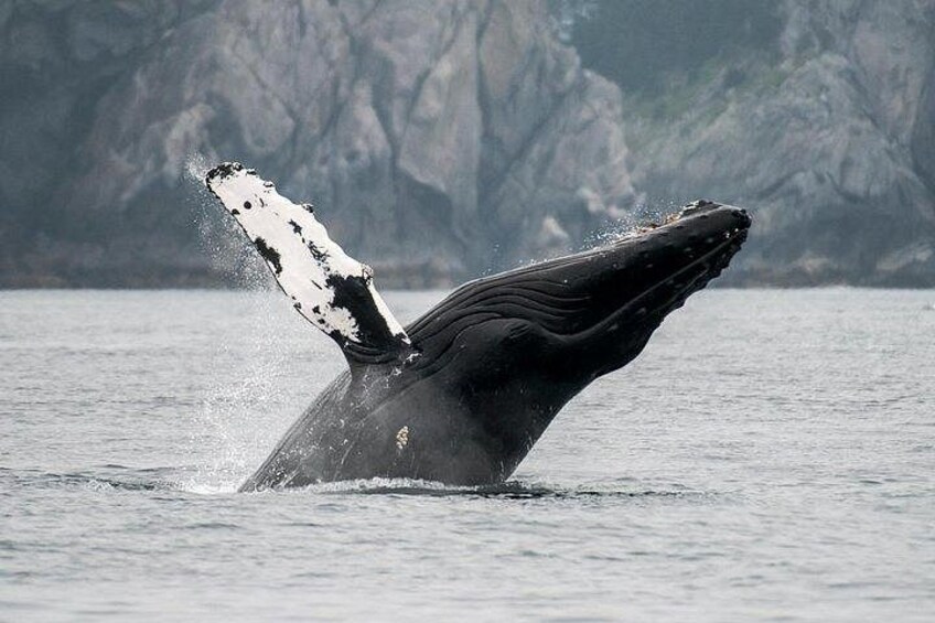 Een walvis springt uit het water, de staartvin is zichtbaar. 3