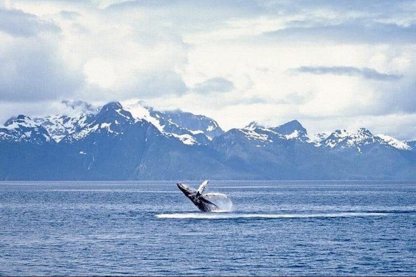Een walvis springt uit de oceaan, met besneeuwde bergen op de achtergrond. 1