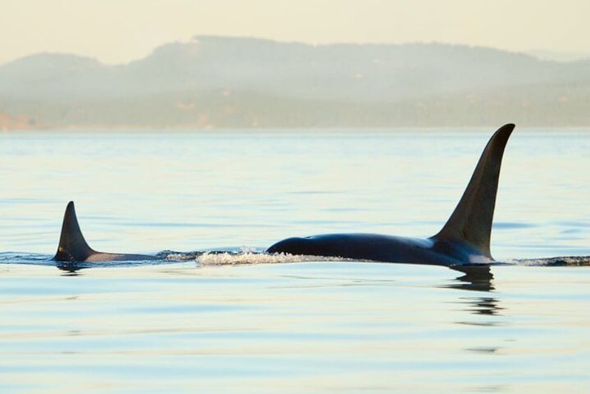 Juneau Wildlife Whale Watching 2