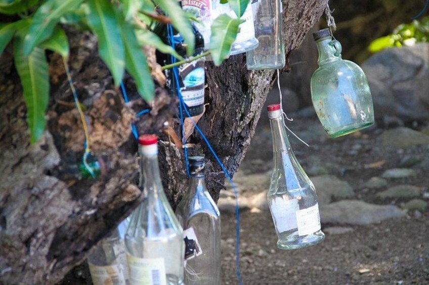 Several empty glass bottles hanging from a tree branch. 4