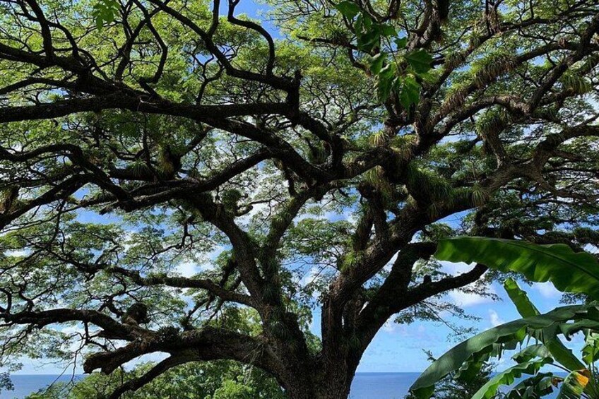 A large tree with a dense canopy and visible moss, set against a clear sky. 2