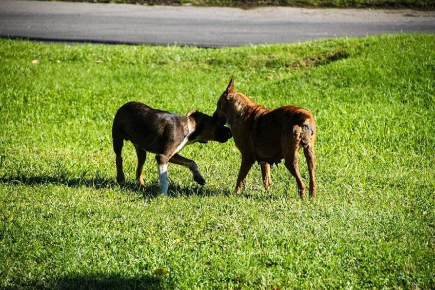 Two horses on a grassy field with a road in the background. 2