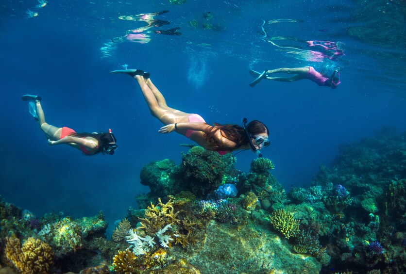 Divers swimming underwater with coral reefs and marine life. 5