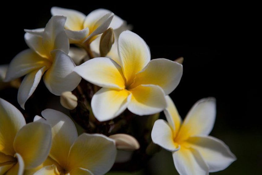 Tropical Plumeria flowers on the Road to Hana 2