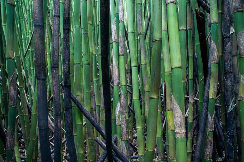 Road to Hana - Bamboo forest 3