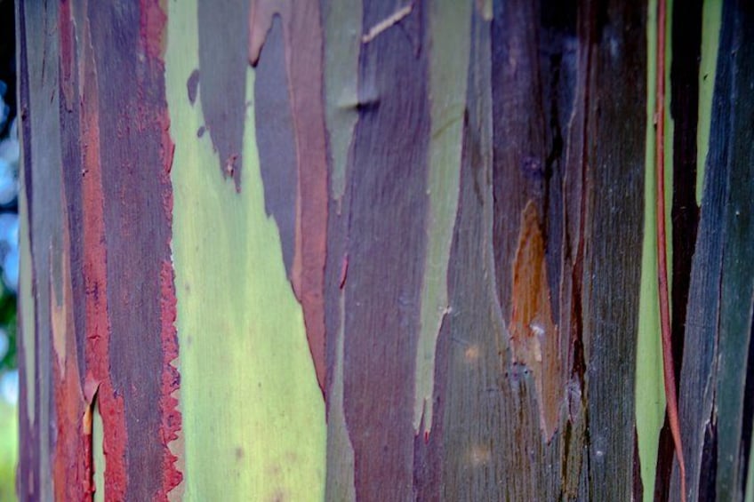 Rainbow Eucalyptus - Road to Hana 4