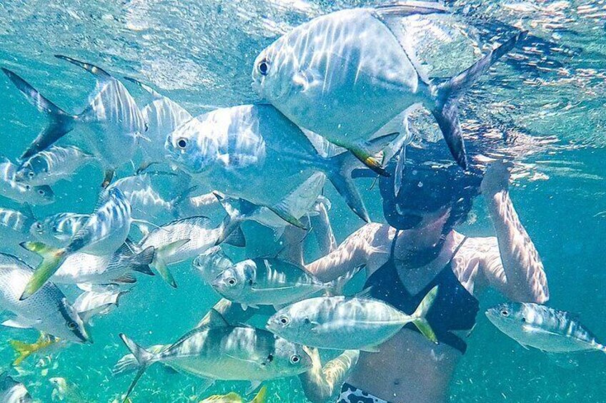 A person snorkeling with a school of fish. 2
