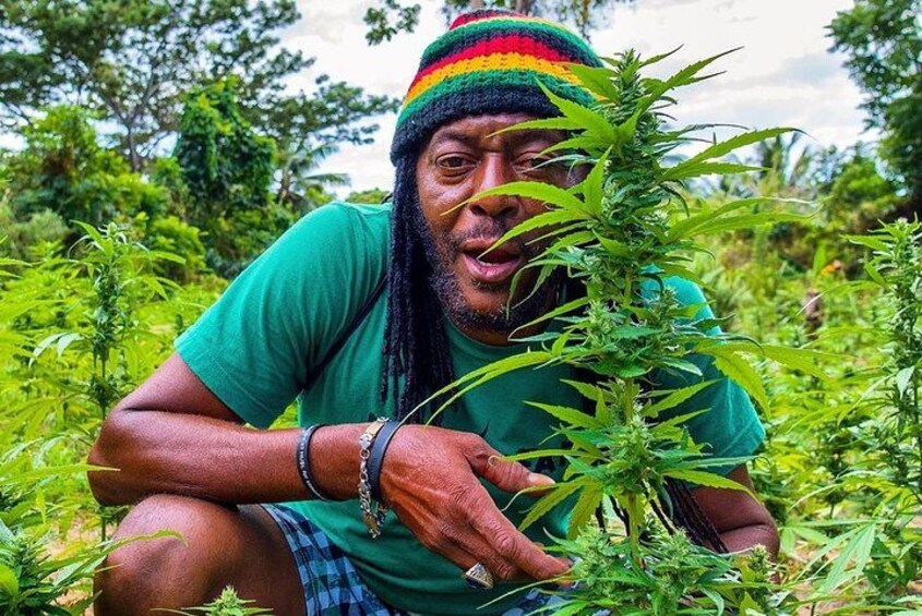 Eine Person kauert inmitten üppiger Cannabisbepflanzung. 1