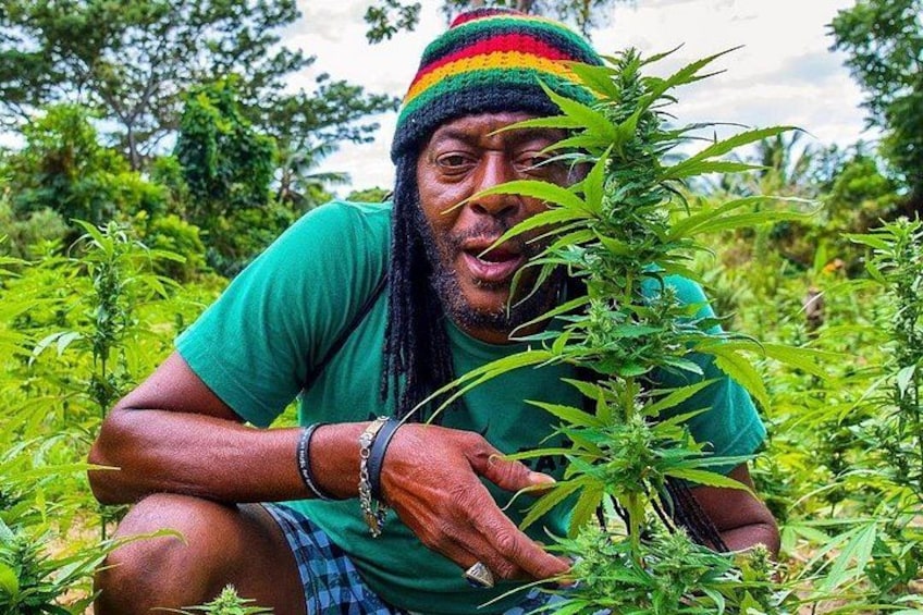 Una persona agachada en un campo con plantas de cannabis. 1