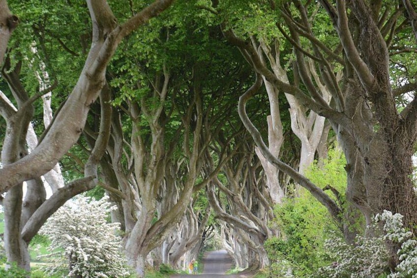 A pathway lined with trees. 2