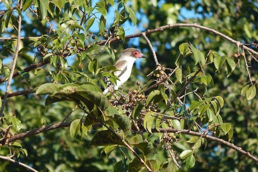 Migratory birds of Yucatan 3