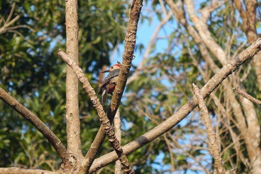 Birding in The Jungle 4
