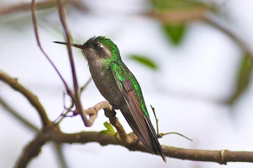 Birding in The Cozumel Island 1