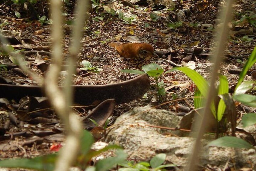 birding Mexico 5