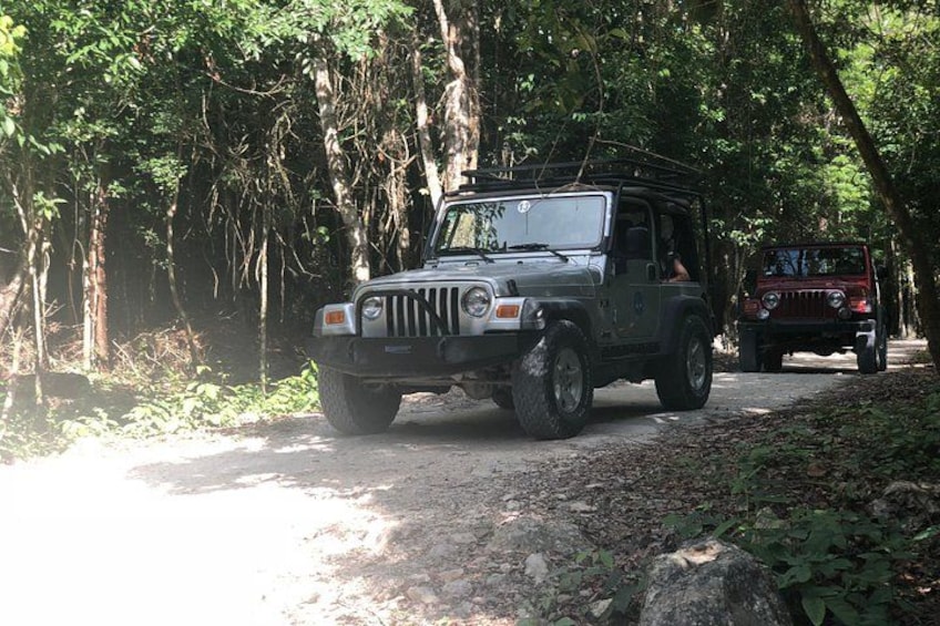 Jungle Ride 4