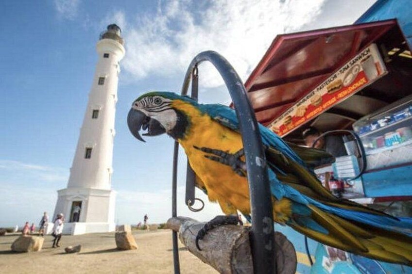 Aruba Shore Excursion: The Highlights and Delights Tour 2
