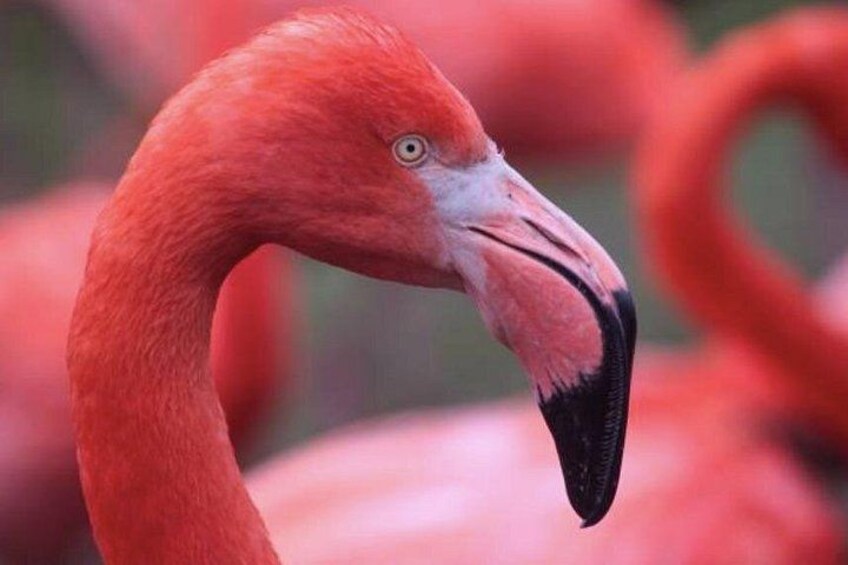 A close-up of a flamingo with a pink head and a long, curved neck. 1