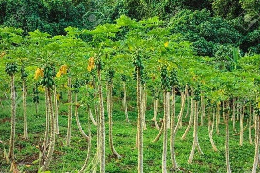 Faanui Valley Tropical Plantation 5