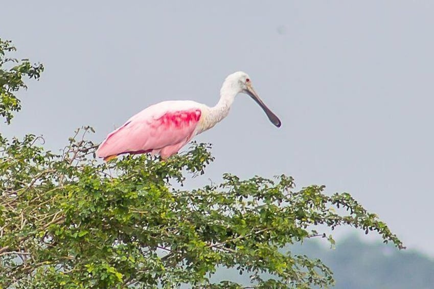 Roseate Spoonbill