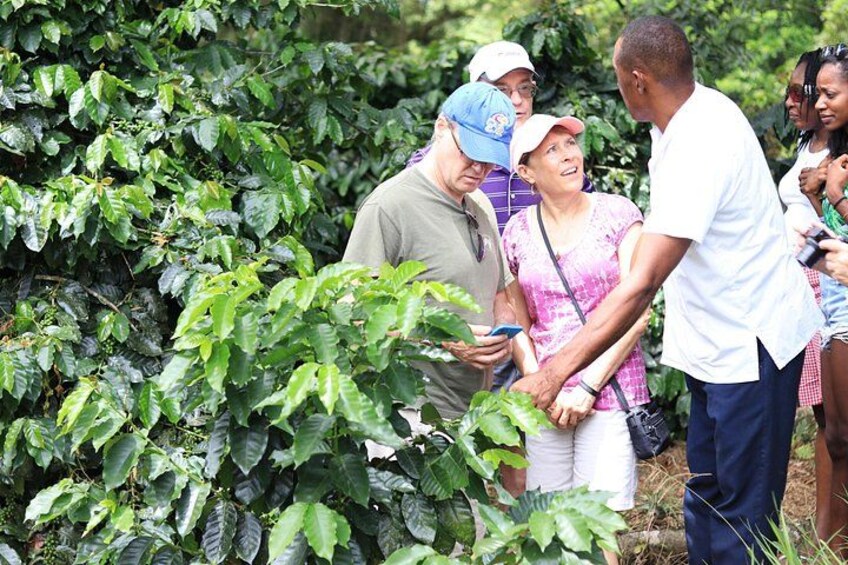 Coffee Plantation 1