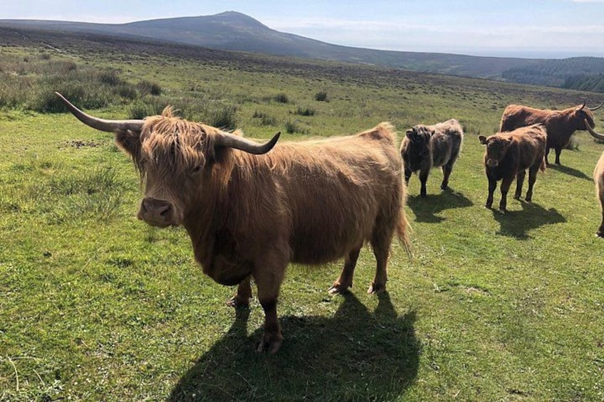A herd of Highland cattle grazing in a grassy field with rolling hills in the background. 1