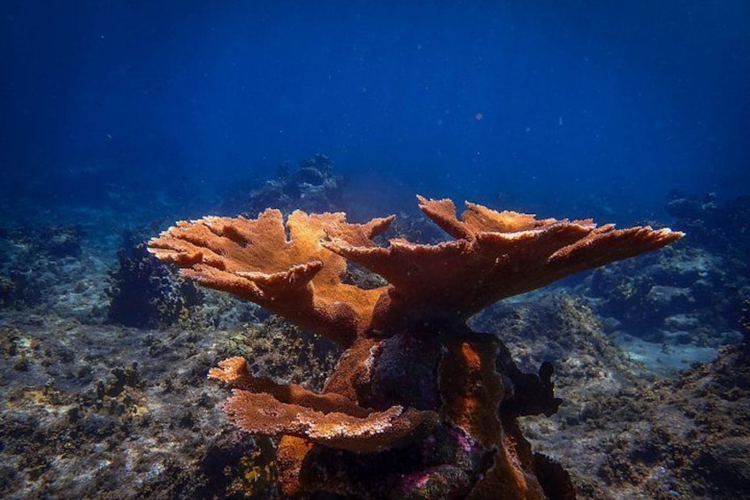 Elkhorn coral 2