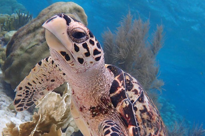 Klein Bonaire Marine Park Snorkeling Excursion small groups 1
