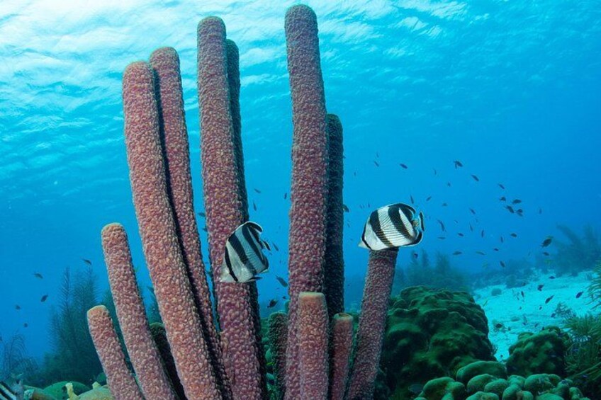 This Butterfly fish couple are exploring the tube sponge coral. 3