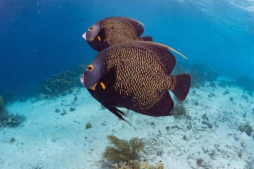 French angel fish 2