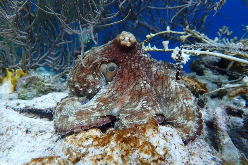 Klein Bonaire Marine Park Snorkeling Excursion small groups 3