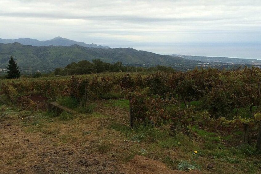Etna Tour and Lunch in a Winery with Wine Tasting 3