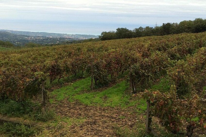 Etna Tour and Lunch in a Winery with Wine Tasting 4