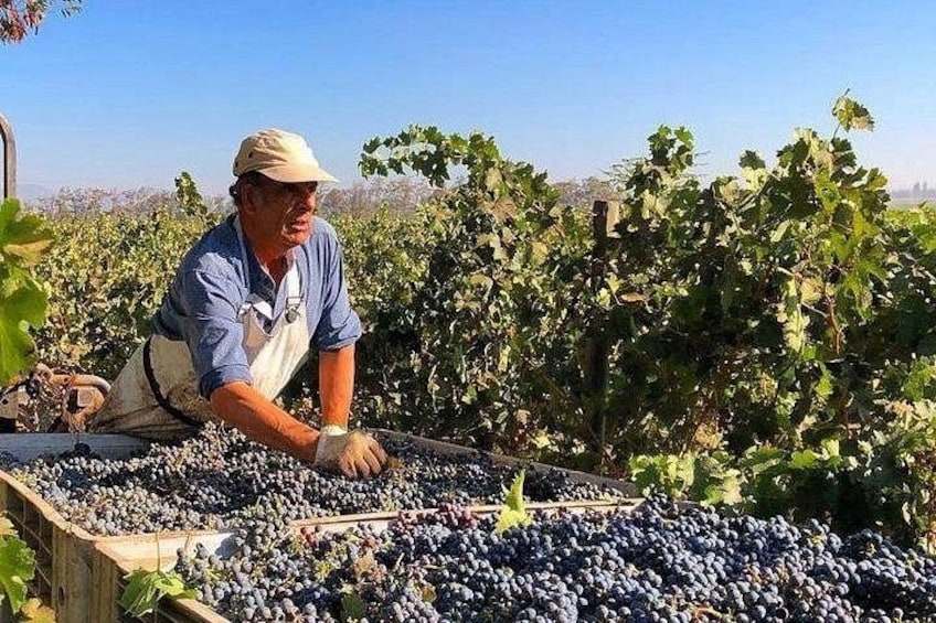 A person harvesting grapes in a vineyard. 1