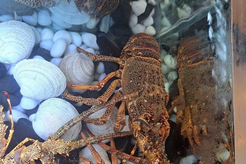 Un aragosta con chele distese, circondata da conchiglie bianche e rocce. 2