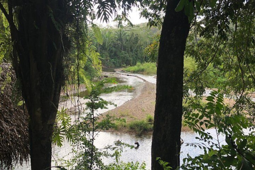 Un río que serpentea por una zona boscosa con árboles y follaje. 3