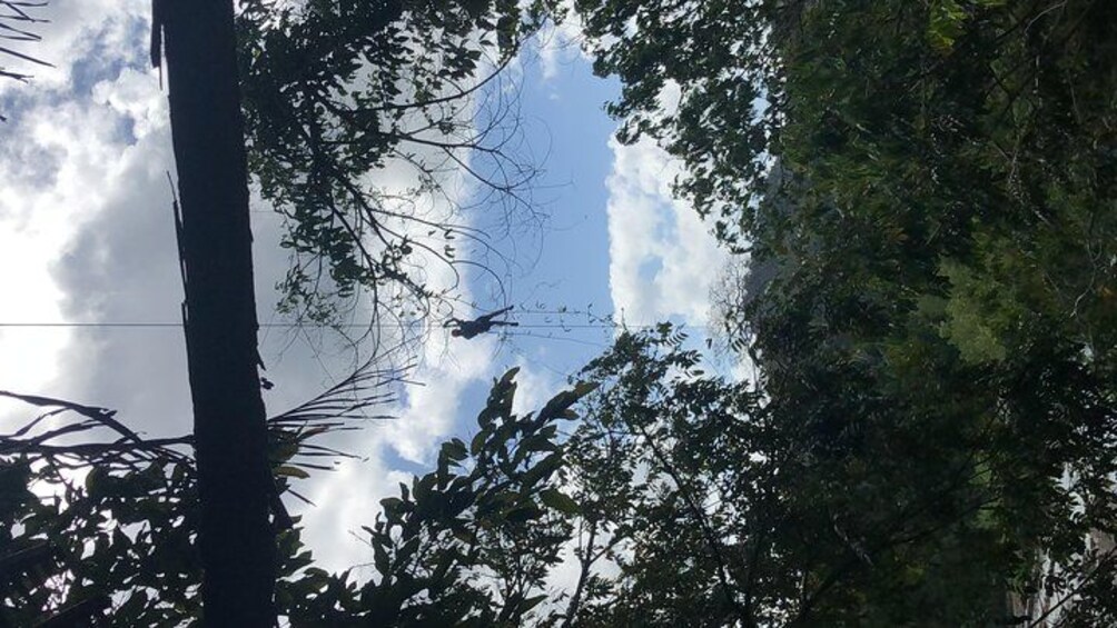 Een boom met een vogel op een tak, een heldere lucht en een gedeeltelijk bewolkte lucht. 3
