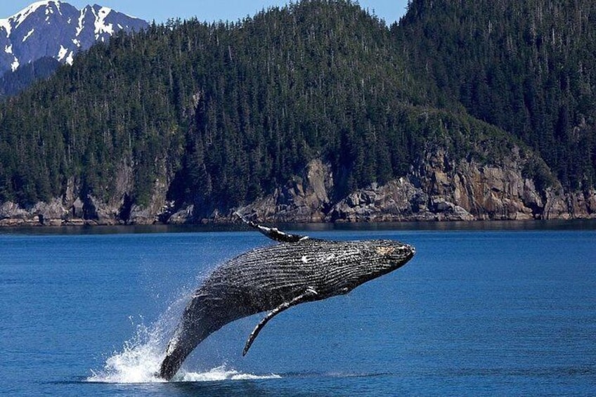 Icy Strait Shore Excursion: Whale Watching Adventure Tour 4