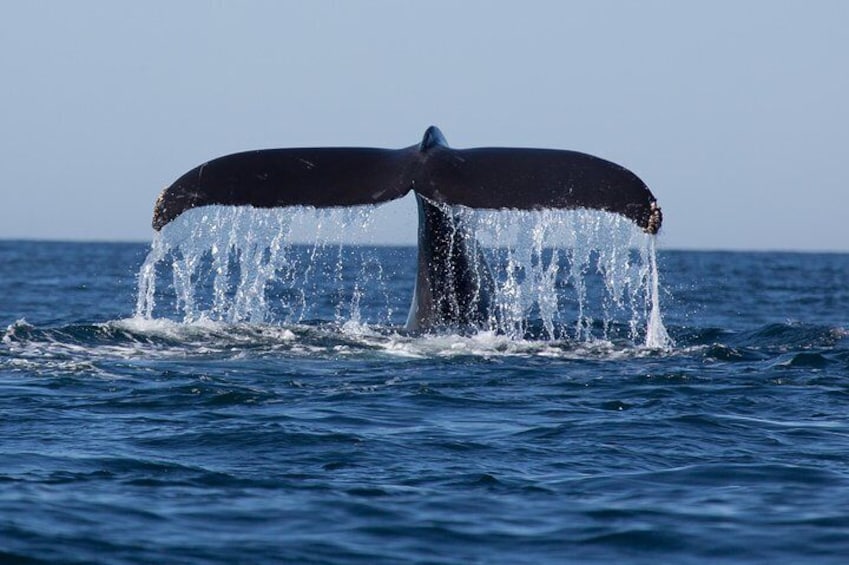 Icy Strait Shore Excursion: Whale Watching Adventure Tour 3
